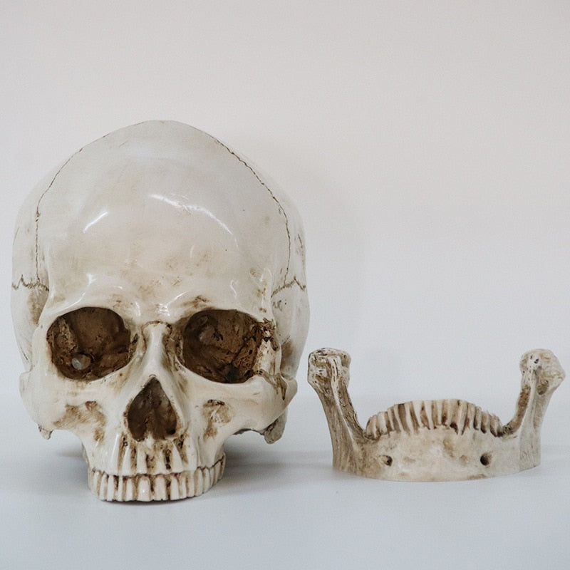 Statues Sculptures Resin office Home Decor Craft Skull Life Replica Medical High Quality