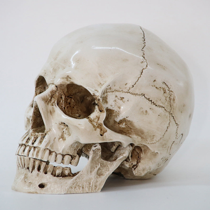 Statues Sculptures Resin office Home Decor Craft Skull Life Replica Medical High Quality