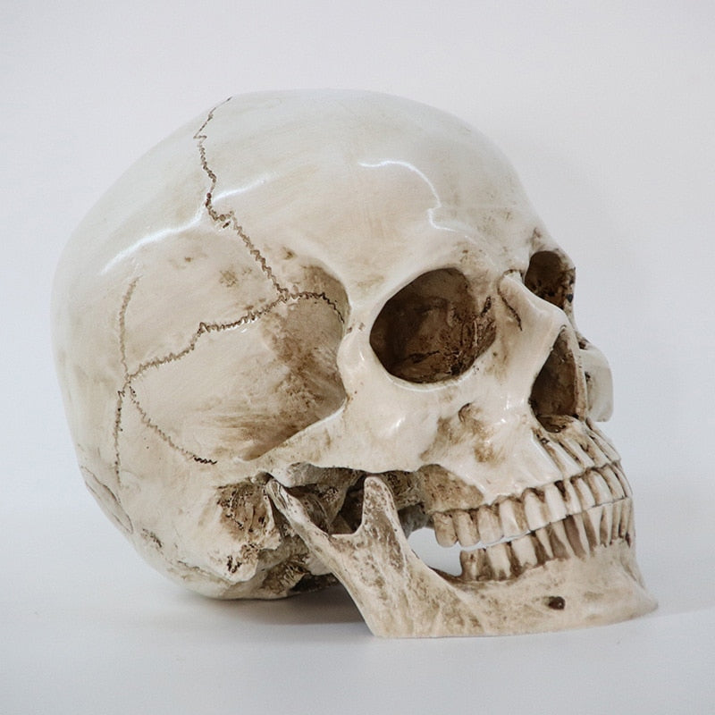 Statues Sculptures Resin office Home Decor Craft Skull Life Replica Medical High Quality