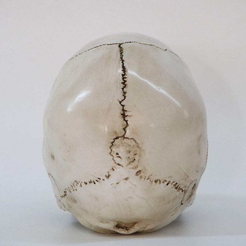 Statues Sculptures Resin office Home Decor Craft Skull Life Replica Medical High Quality