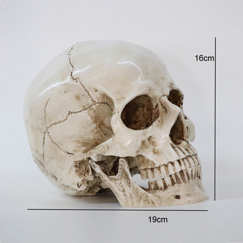Statues Sculptures Resin office Home Decor Craft Skull Life Replica Medical High Quality