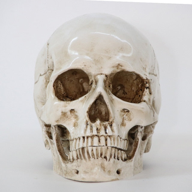 Statues Sculptures Resin office Home Decor Craft Skull Life Replica Medical High Quality