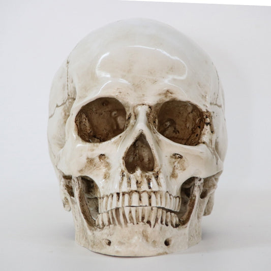 Statues Sculptures Resin office Home Decor Craft Skull Life Replica Medical High Quality
