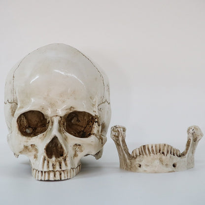 Statues Sculptures Resin office Home Decor Craft Skull Life Replica Medical High Quality